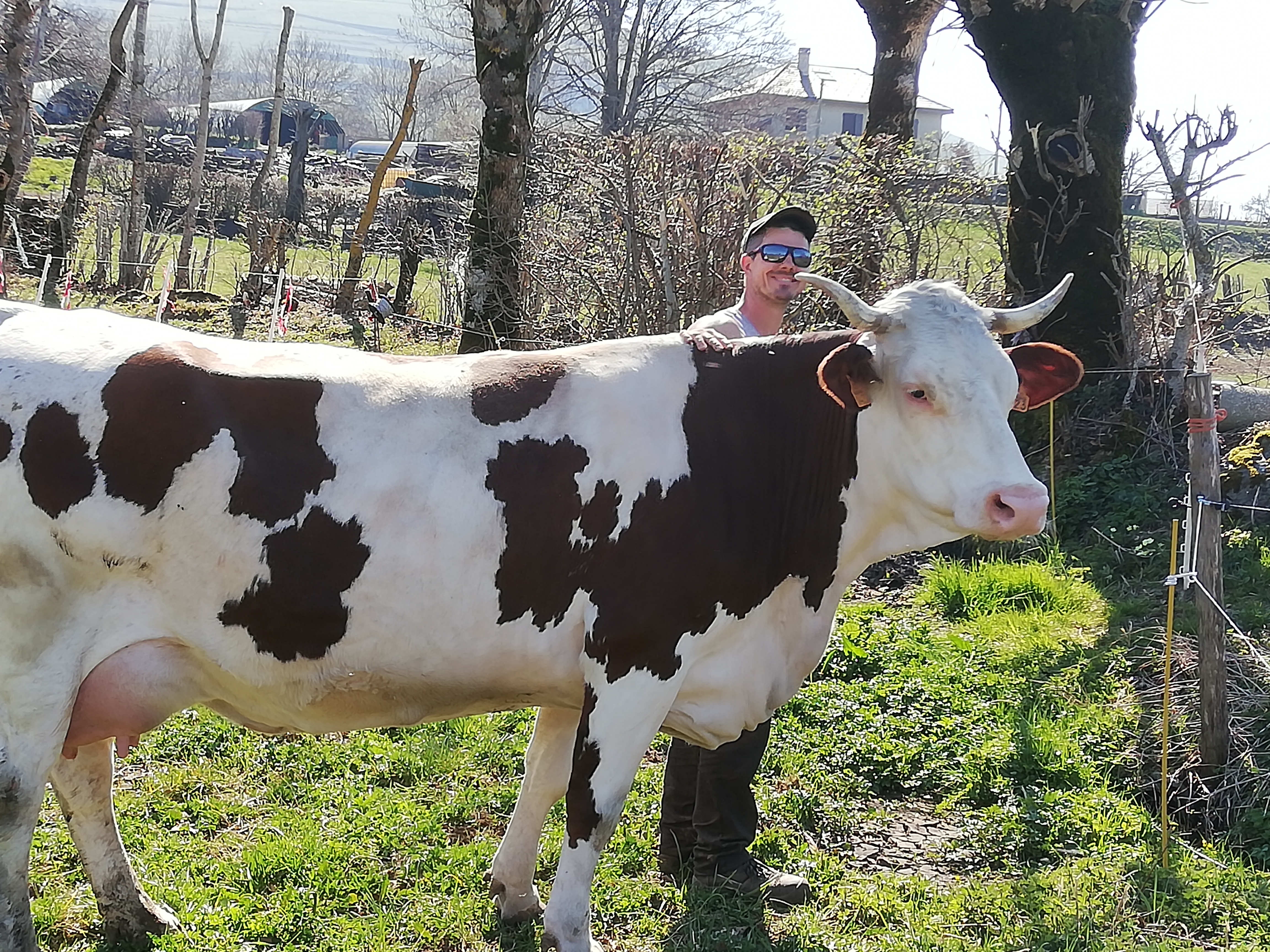 Troupeau GAEC Normand